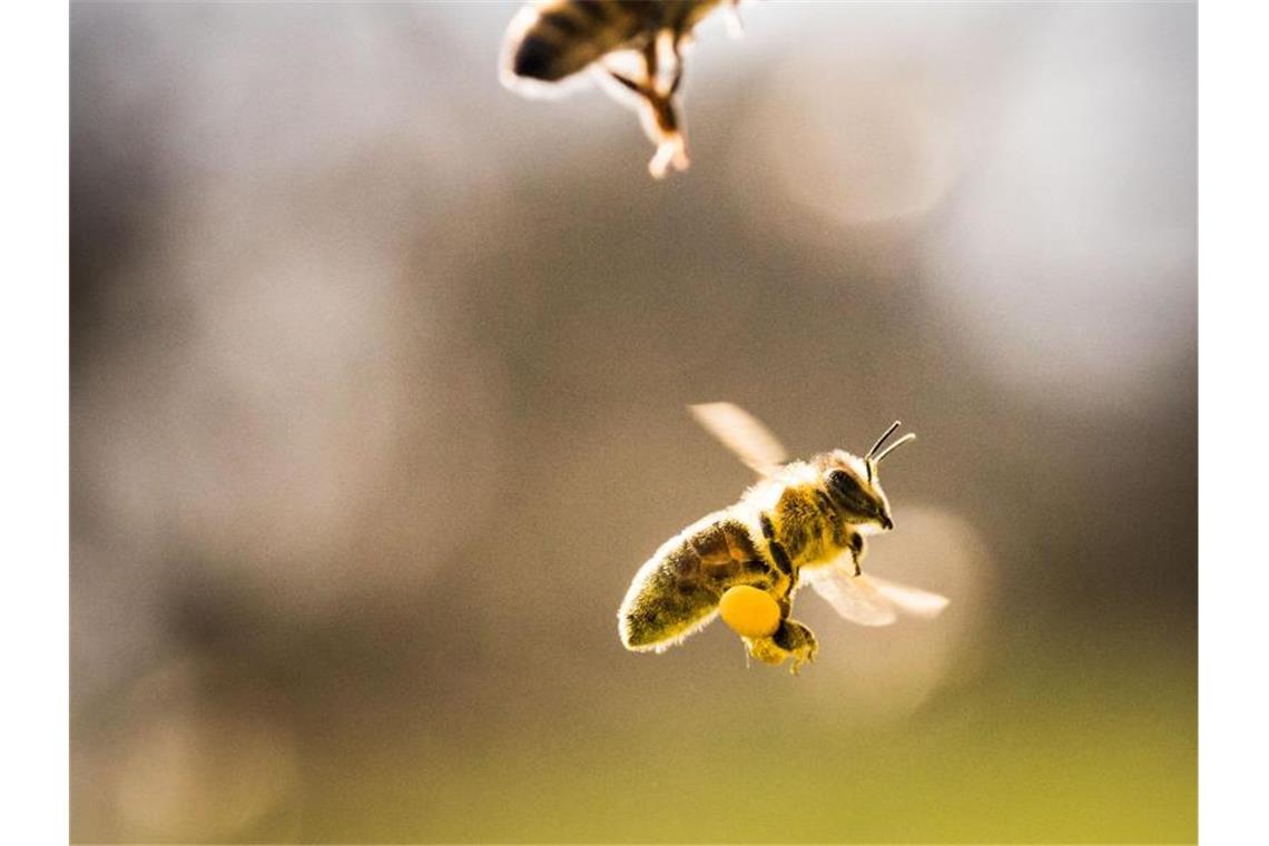 Honigernte in Baden-Württemberg bricht ein Eine mit Pollen beladene Biene (u.) und zwei weitere Bienen fliegen in ihren Bienenstock. Foto: Frank Rumpenhorst/Archivbild