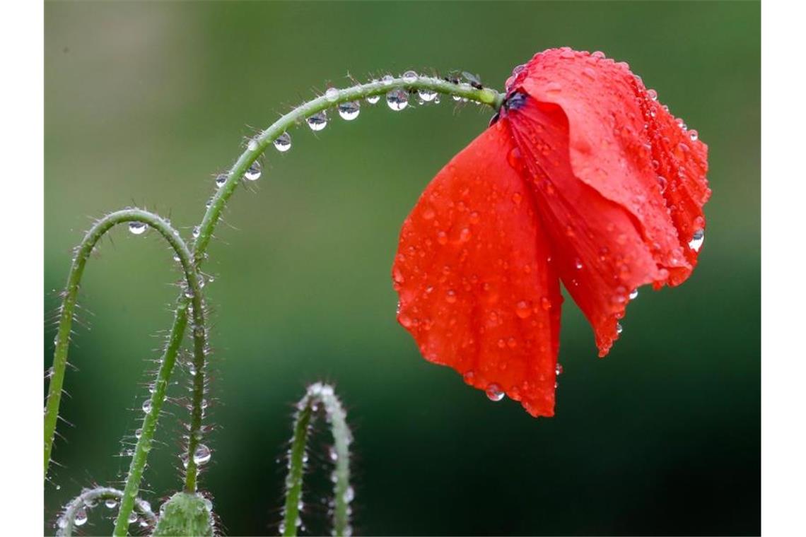 Wetterdienst rechnet mit weiteren Gewittern und Starkregen Eine mit Regentropfen benetzte Mohnblume steht in einer Blumenwiese. Foto: Thomas Warnack/dpa/Archivbild