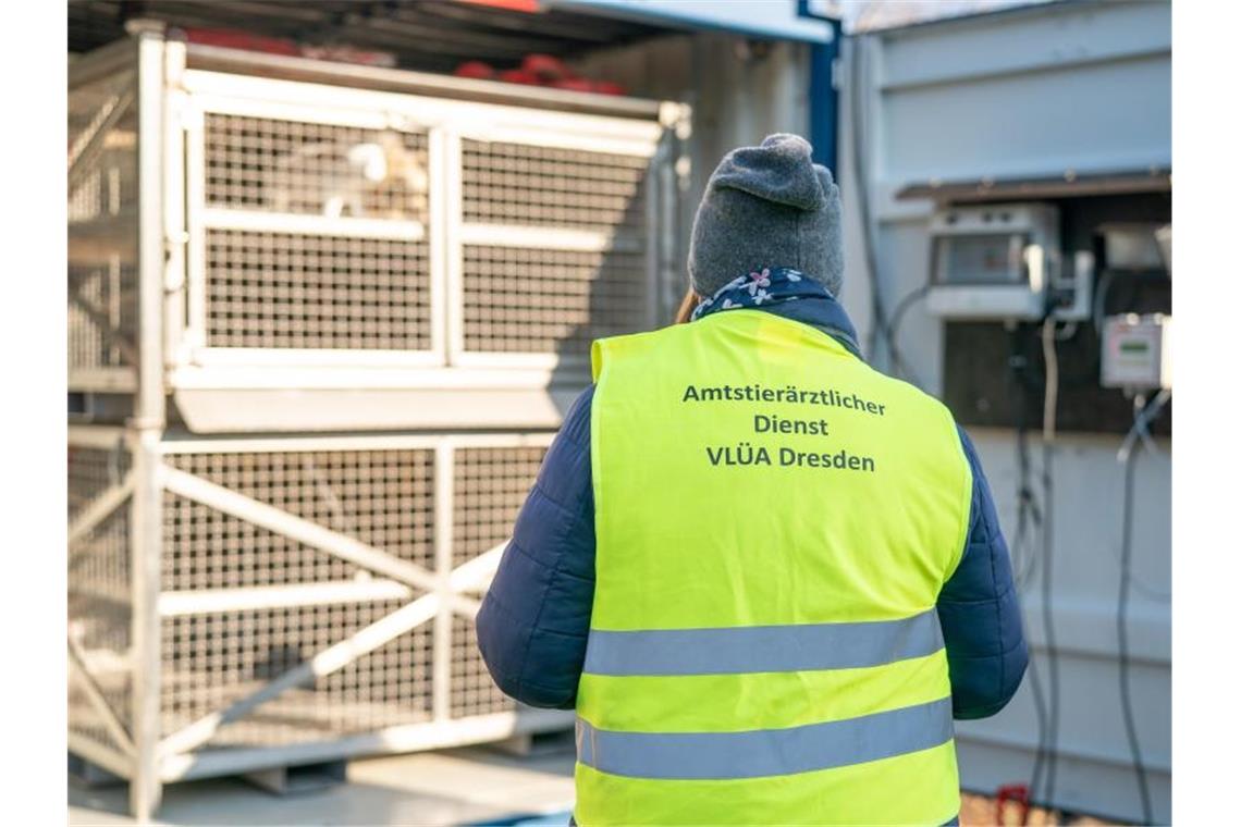 Schweinepest breitet sich weiter in Polen aus