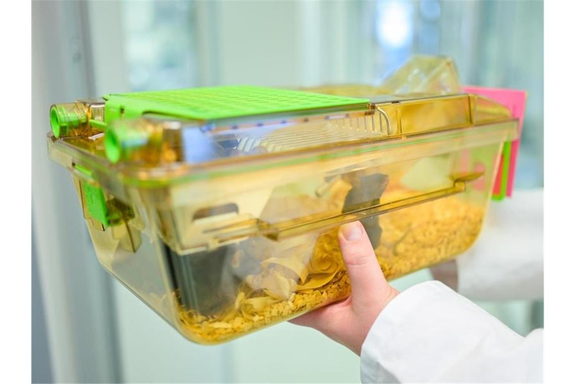 Eine Mitarbeiterin des Deutschen Krebsforschungszentrums hält einen Behälter mit Mäusen in den Händen. Foto: Uwe Anspach/Archiv