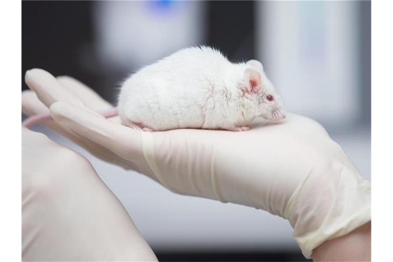 Eine Mitarbeiterin einer tierexperimentellen Forschungseinrichtung hat in einem Labor eine Maus in der Hand. Foto: Friso Gentsch/dpa
