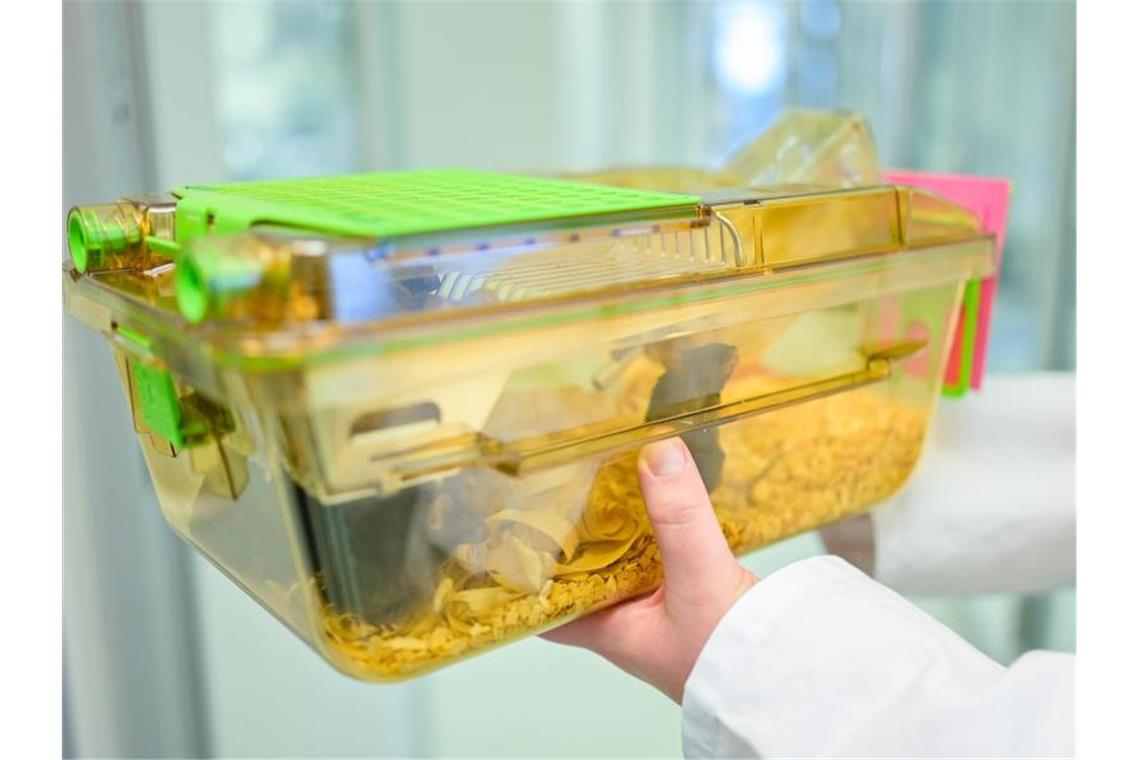 Eine Mitarbeiterin hält einen geschlossenen Behälter mit Mäusen in einem Labor des Deutschen Krebsforschungszentrums (DKFZ) in den Händen. Foto: Uwe Anspach/Archivbild