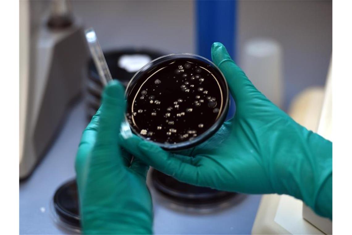 Eine Mitarbeiterin hält in einem Speziallabor eine Petrischale mit Proben von Legionellen. Foto: picture alliance / dpa/Symbolbild