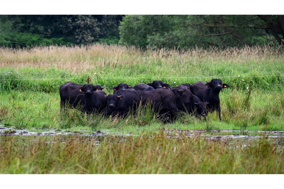 Geschäftsmodell Moor: Bund fördert Wiedervernässung