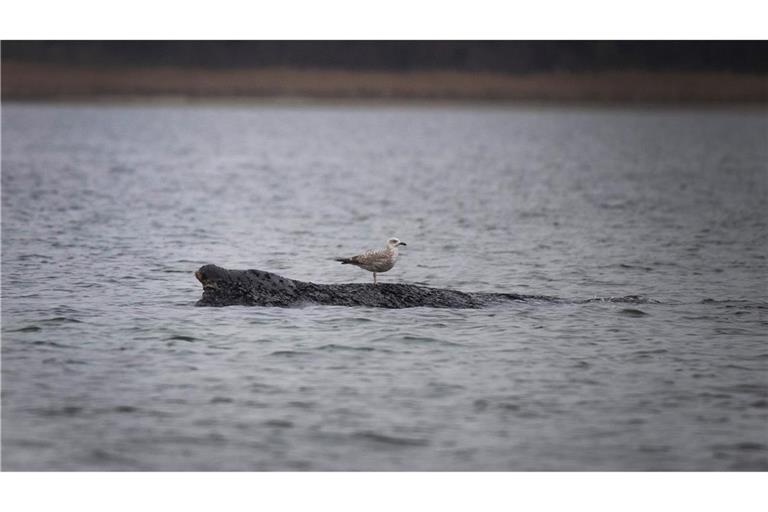 Eine Möwe sitzt auf dem vor Wismar gestrandeten Wal