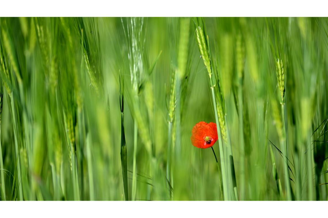 Bilder des Tages