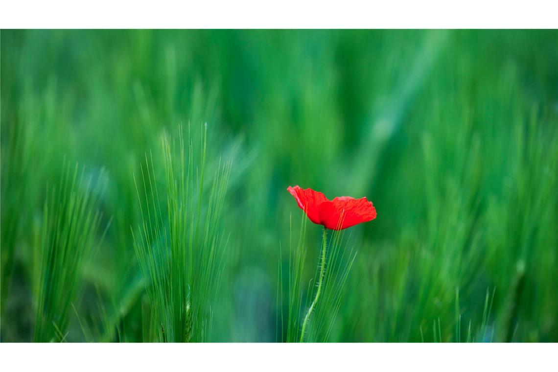 Bilder des Tages Eine Mohnblume wächst auf einem Kornfeld in Köln.