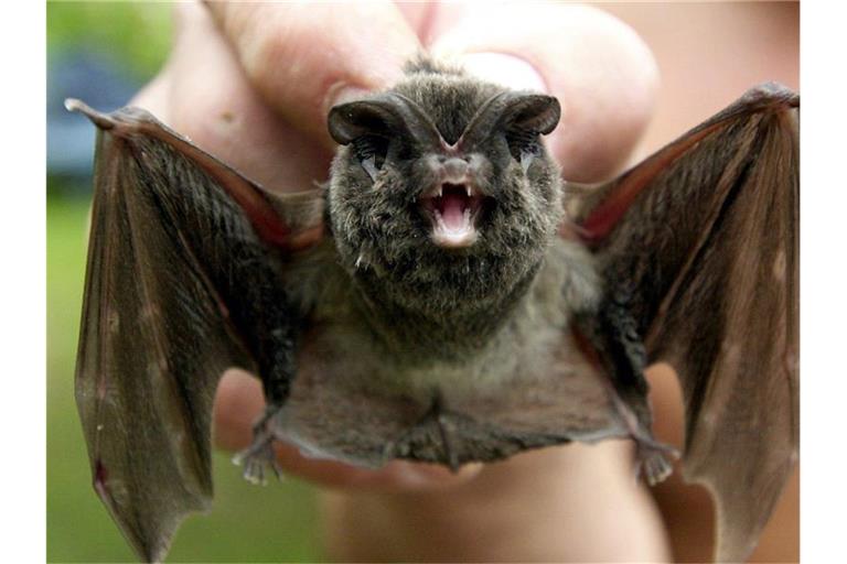 Eine Mopsfledermaus wird vor die Kamera gehalten. Foto: Stefan Thomas/Archivbild