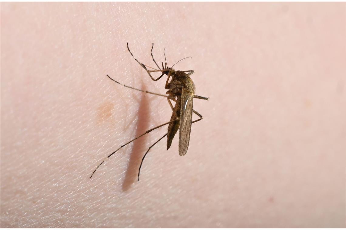Warum die Asiatische Tigermücke so gefährlich ist Eine Mücke (Aedes flavescens) sitzt auf einem Arm.