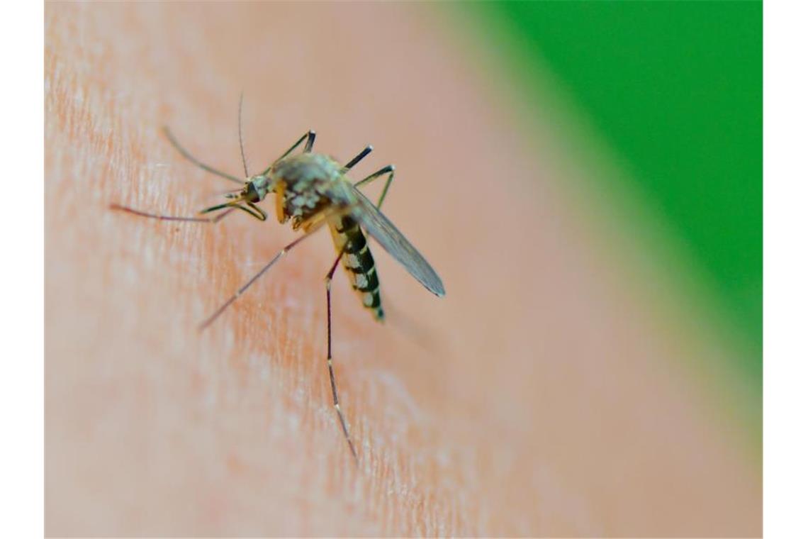 Eine Mücke der Art Aedes vexans saugt Blut aus dem Arm einer Frau. Foto: Patrick Pleul/dpa-Zentralbild/dpa