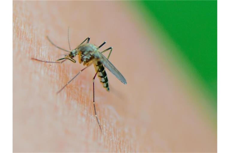 Eine Mücke der Art Aedes vexans saugt Blut aus dem Arm einer Frau. Foto: Patrick Pleul/dpa-Zentralbild/dpa/Illustration