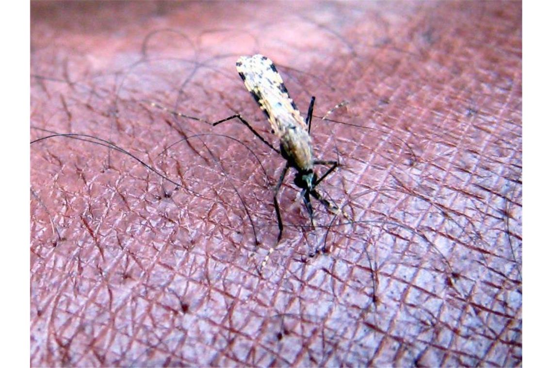 Eine Mücke der Gattung „Anopheles gambiae“, ein bekannter Verbreiter der Malaria-Erkrankung saugt Blut aus dem Arm. Die Zahl der Malaria-Fälle ist von 238 Millionen im Jahr 2000 auf 229 Millionen 2019 leicht gesunken. Foto: Stephen Morrison/EPA FILE/dpa