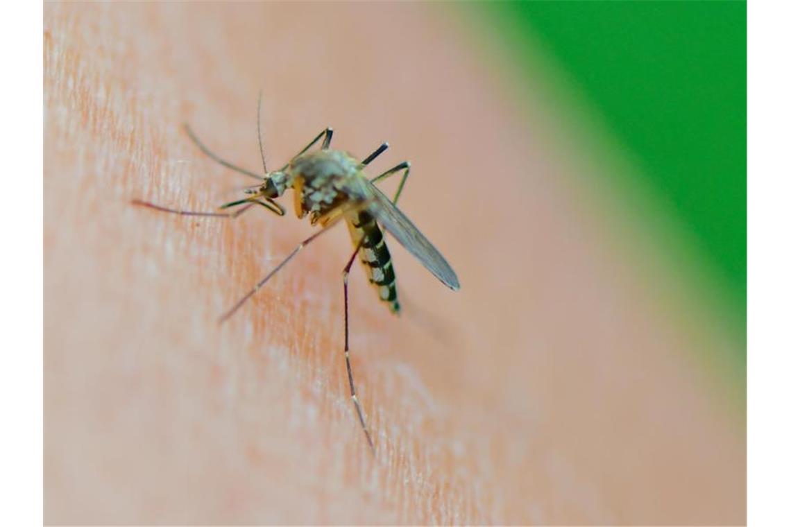 Mückenbekämpfer in Halbachtstellung