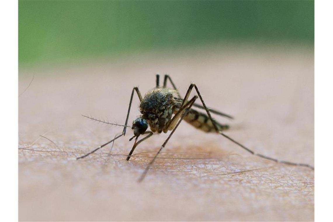 Stechmückenjäger am Oberrhein: Belästigung nimmt ab Eine Mücke saugt Blut aus dem Arm eines Mannes. Foto: Patrick Pleul/dpa-Zentralbild/dpa/Symbolbild