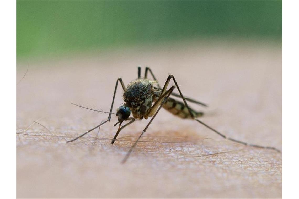 Nach Mückenstich: Ernsthafte Erkrankung möglich