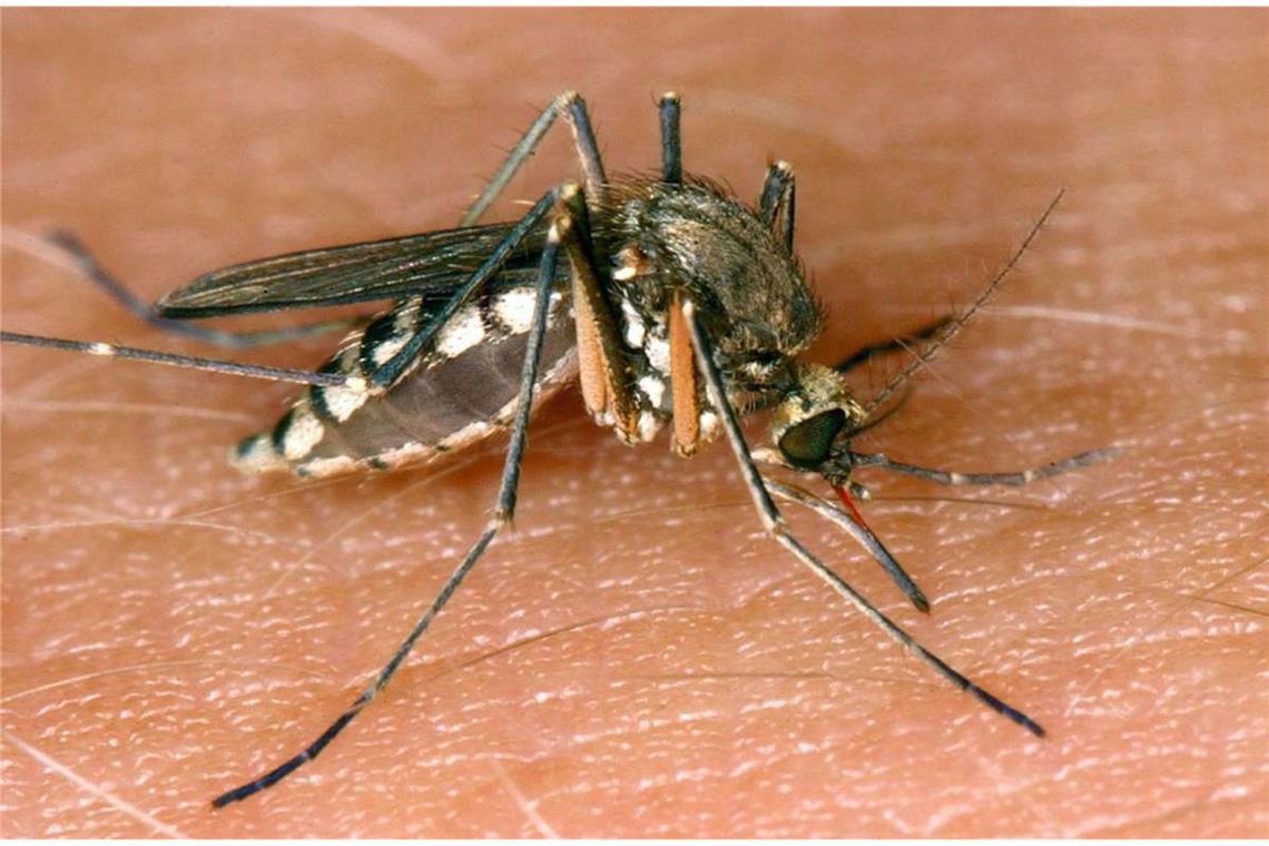 Warum die Asiatische Tigermücke so gefährlich ist Eine Mücke saugt Blut aus der Haut eines Menschen.