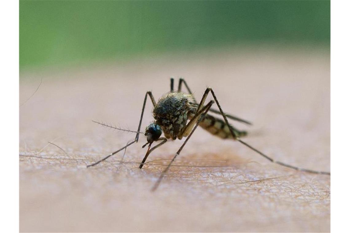 Die Mücken sind los: Schnakenreiches Wochenende erwartet