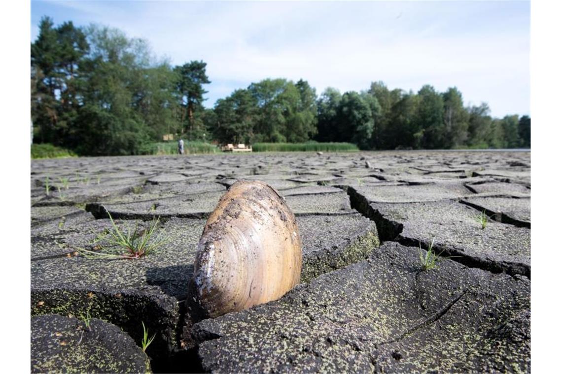 Eine Muschel steckt im geborstenen Boden des trockengefallenen Würmsees bei Hannover. Foto: Julian Stratenschulte