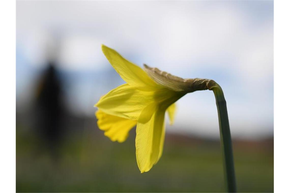 Eine Narzisse blüht auf einem Feld. Foto: Patrick Seeger/dpa/Archivbild