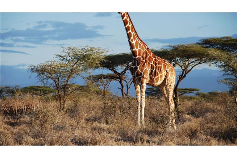 Eine Netz-Giraffe im Samburu National Park, Kenia.