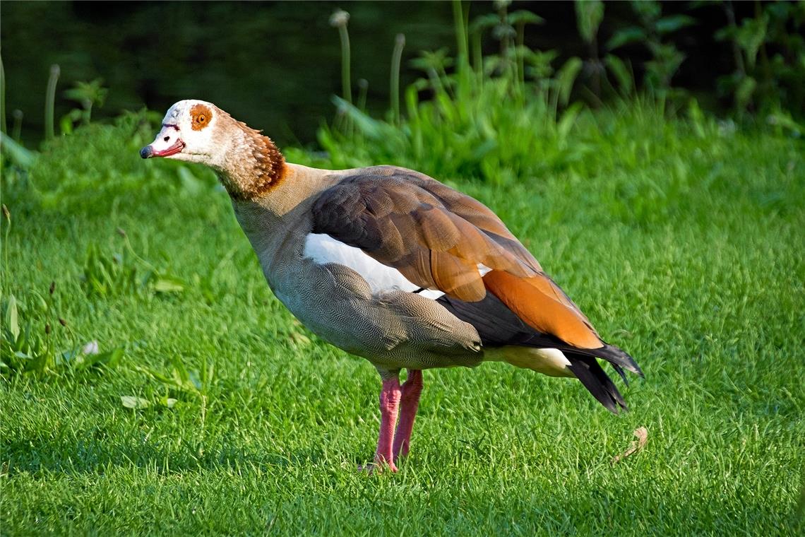 Polizei ermittelt wegen Tierquälerei Eine Nilgans musste vom Tierarzt eingeschläfert werden. Symbolfoto: Lapping/Pixabay