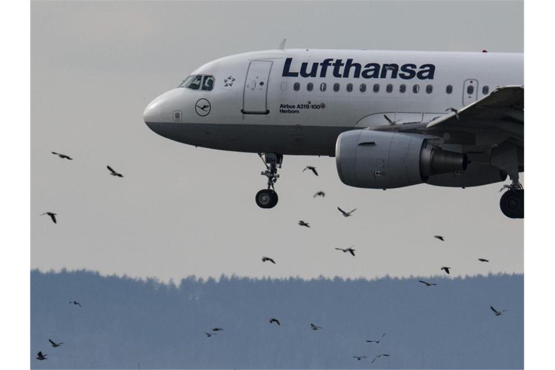 Eine Passagiermaschine der Lufthansa vom Typ Airbus A319-100 landet auf dem Flughafen in Frankfurt. Foto: Boris Roessler/dpa