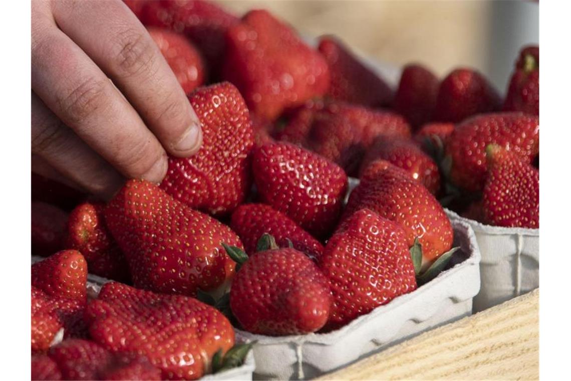 Eine Person legt bei der Erdbeerenernte Erdbeeren in eine Schale. Foto: Patrick Seeger/dpa/Archivbild