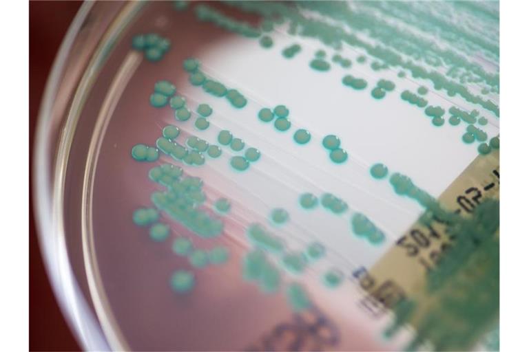 Eine Petrischale mit MRSA-Keimen. (Archivbild). Foto: Armin Weigel/dpa
