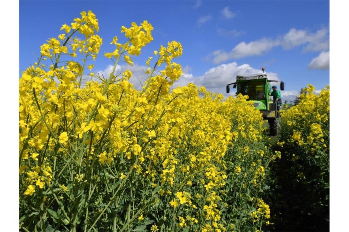 Forschung: Agraranbau ohne chemischen Pflanzenschutz Eine Pflanzenschutzspritze steht an einem Rapsfeld für den Einsatz bereit. Foto: Martin Schutt/Archivbild