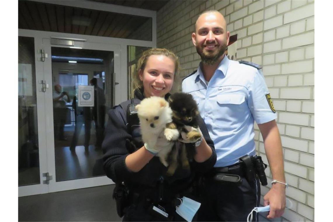 Aufmerksamer Zeuge deckt illegalen Welpenhandel auf Eine Polizistin hält einen Zwergspitz-Welpen, die aus einem Transporter gerettet wurden. Foto: Verkehrspolizei Tauberbischofsheim/dpa/Archivbild