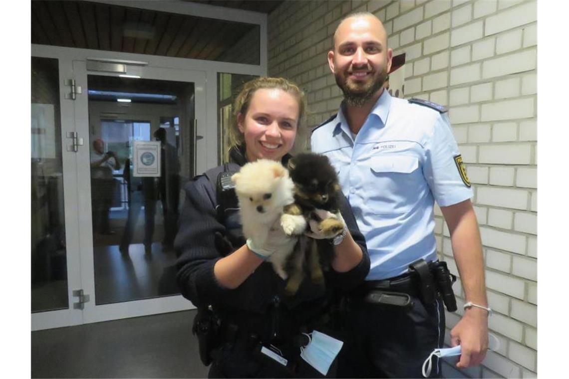 Eine Polizistin hält zwei Zwergspitz-Welpen die aus einem Transporter gerettet wurden. Foto: Verkehrspolizei Tauberbischofsheim/dpa