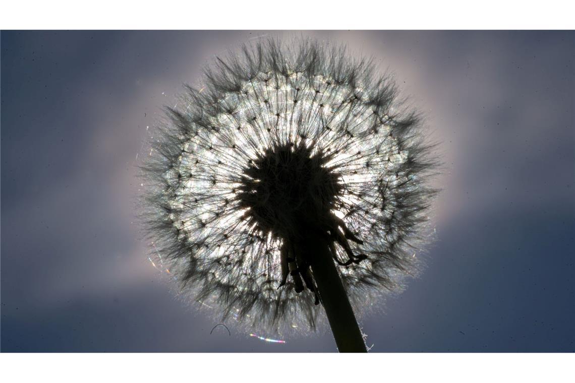 Eine Pusteblume leuchtet in der Sonne.