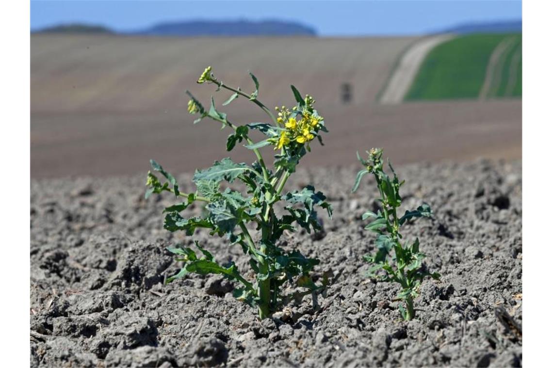 Eine Rapspflanze wächst in Thüringen aus dem trockenen Boden eines Feldes. Foto: Martin Schutt/dpa-Zentralbild/dpa