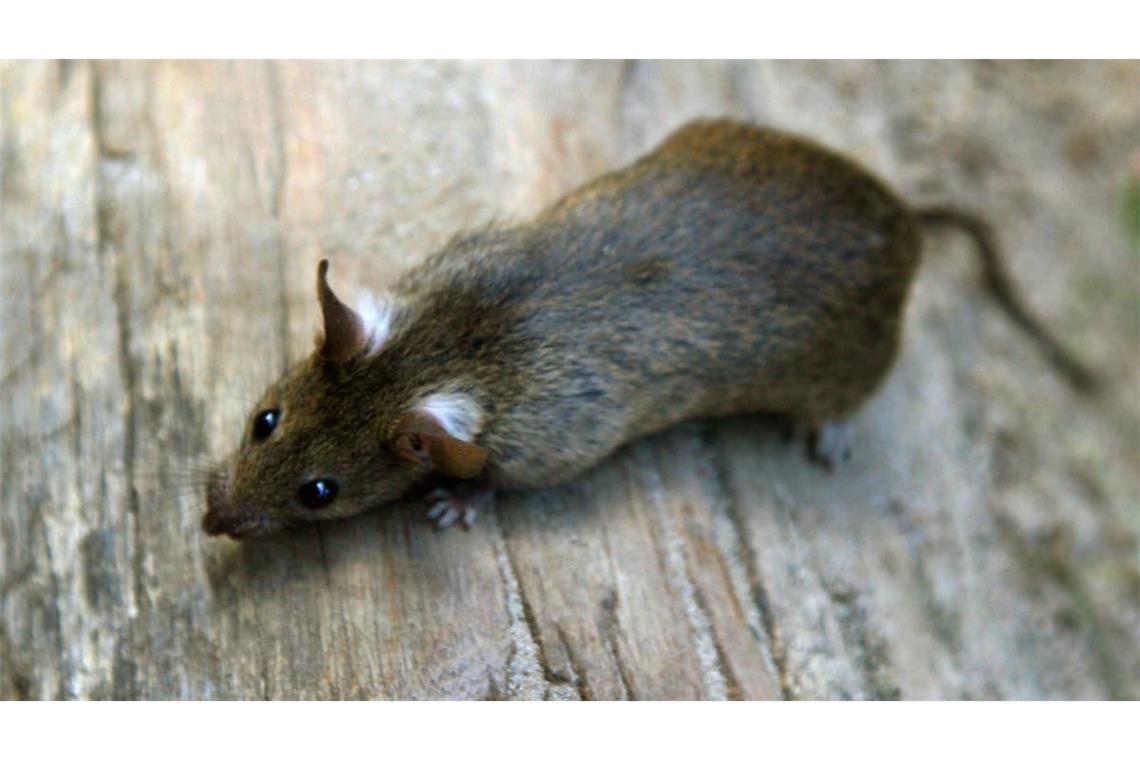 Eine Ratte (Rattus rattus) in einer Parkanlage.