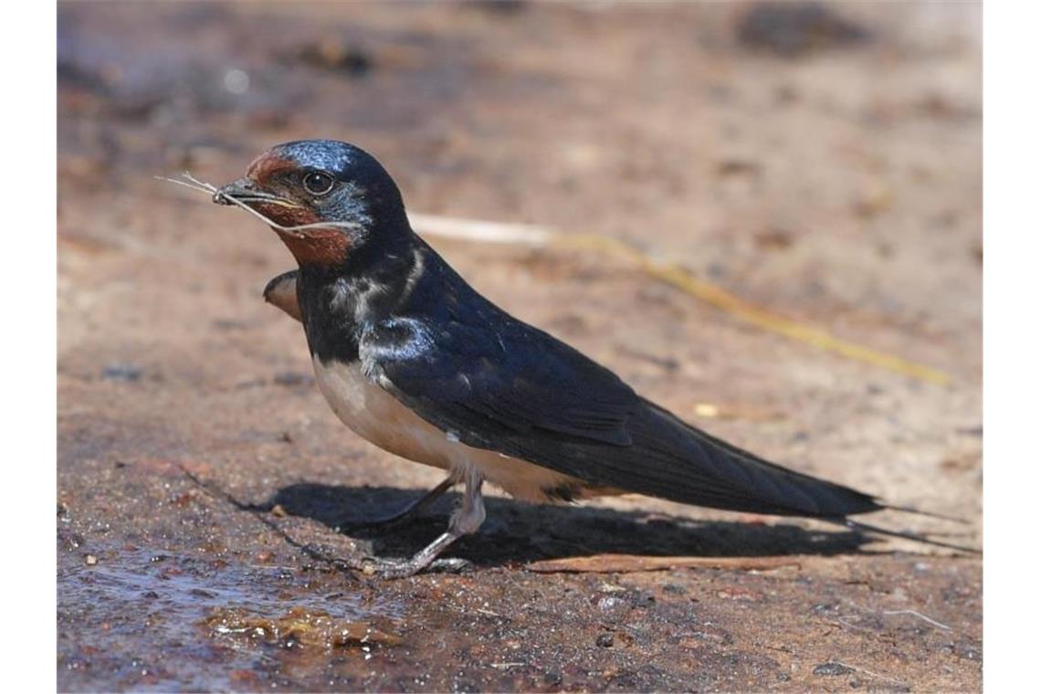 Eine Rauchschwalbe (Hirundo rustica), die auch Hausschwalbe oder Gabelschwalbe genannt wird, sammelt an einer feuchten Stelle auf dem Boden Baumaterial für ihr Nest. Foto: Patrick Pleul/dpa-Zentralbild/ZB/Archiv