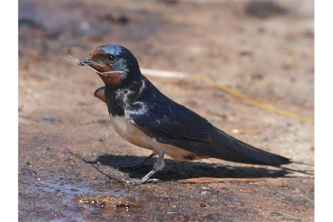 Rotkehlchen oder Rauchschwalbe? Eine Rauchschwalbe (Hirundo rustica), die auch Hausschwalbe oder Gabelschwalbe genannt wird, sammelt an einer feuchten Stelle auf dem Boden Baumaterial für ihr Nest. Foto: Patrick Pleul/dpa-Zentralbild/ZB