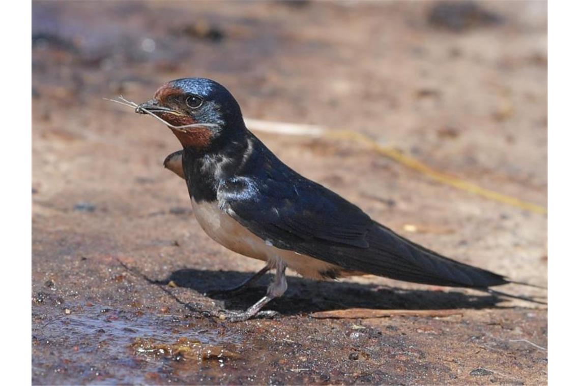 Eine Rauchschwalbe (Hirundo rustica), die auch Hausschwalbe oder Gabelschwalbe genannt wird, sammelt an einer feuchten Stelle auf dem Boden Baumaterial für ihr Nest. Foto: Patrick Pleul/dpa-Zentralbild/ZB