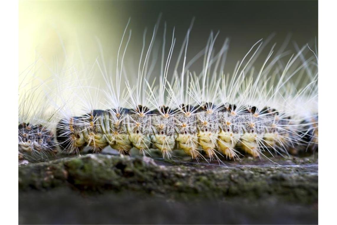 Allergie wegen giftiger Raupe? Erneut Schulen geräumt Eine Raupe des Eichenprozessionsspinners kriecht auf einem Eichenstamm entlang. Foto: Patrick Pleul/Archivbild