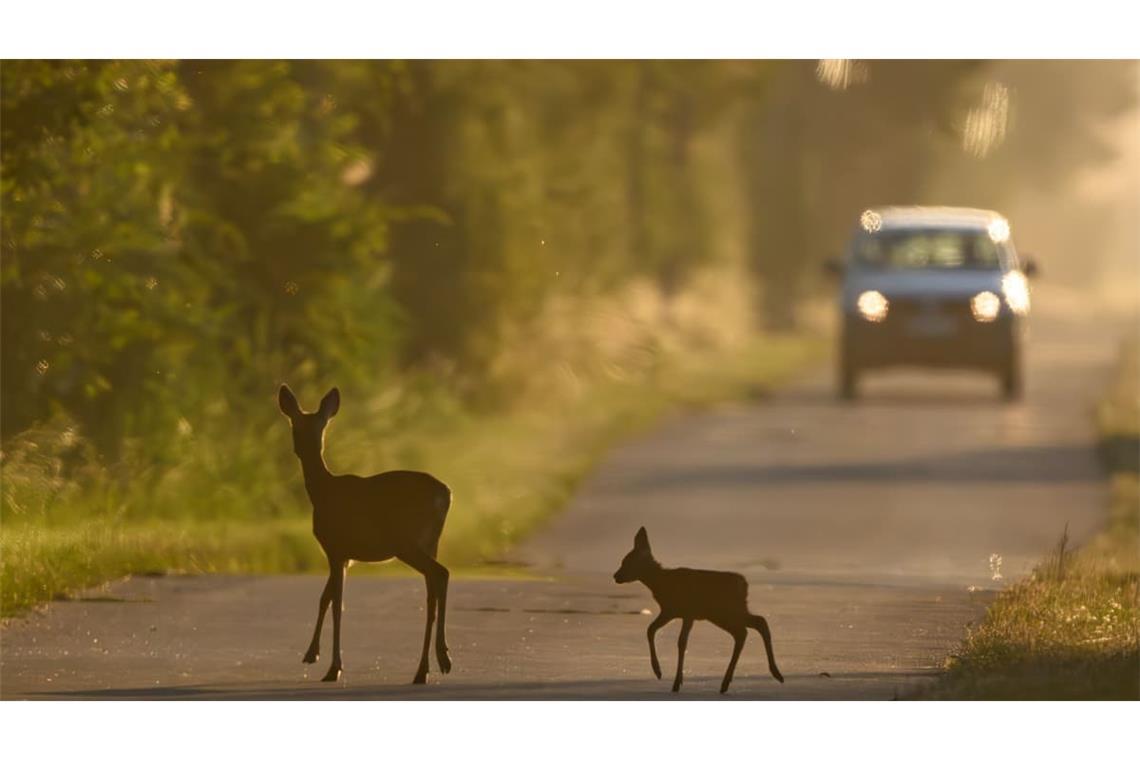 Eine Ricke und ihr Kitz überqueren am frühen Morgen eine Straße im Odervorland – unmittelbar vor einem herannahenden Auto. Im warmen Licht des Sonnenaufgangs wird sichtbar, wie hoch das Risiko von Wildunfällen in den wald- und wiesenreichen Regionen ist. (zu dpa: «Wo Wildunfälle im Südwesten am häufigsten sind»)