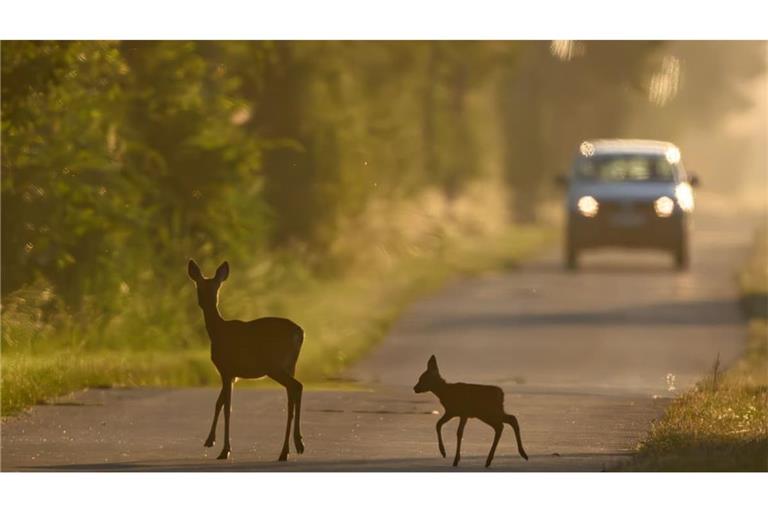 Eine Ricke und ihr Kitz überqueren am frühen Morgen eine Straße im Odervorland – unmittelbar vor einem herannahenden Auto. Im warmen Licht des Sonnenaufgangs wird sichtbar, wie hoch das Risiko von Wildunfällen in den wald- und wiesenreichen Regionen ist. (zu dpa: «Wo Wildunfälle im Südwesten am häufigsten sind»)
