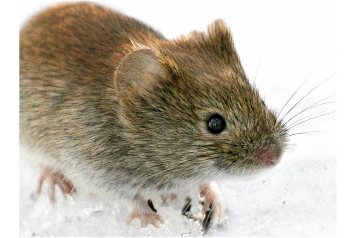 Hantavirus-Fälle im Land schnellen nach oben Eine Rötelmaus (Clethrionomys glareolus) sitzt im Schnee. Foto: Kimmo Taskinen/STT-Lehtikuva/dpa/Symbolbild