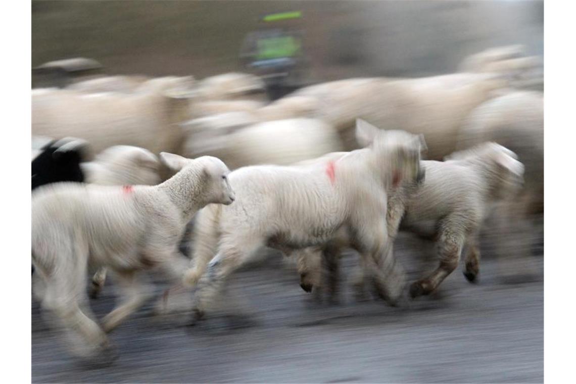 Hunderte Schafe büxen aus und unternehmen einen Ausflug Eine Schafherde läuft durch einen Wald. Foto: Patrick Seeger/dpa/Symbolbild