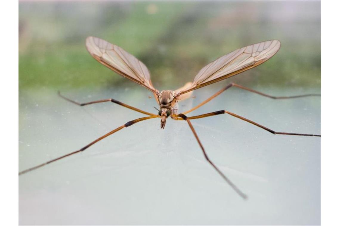 Die Rheinschnaken kommen: Kabs-Hubschrauber startklar Eine Schnake (Tipulidae) sitzt auf einer Fensterscheibe. Foto: Julian Stratenschulte/Archivbild