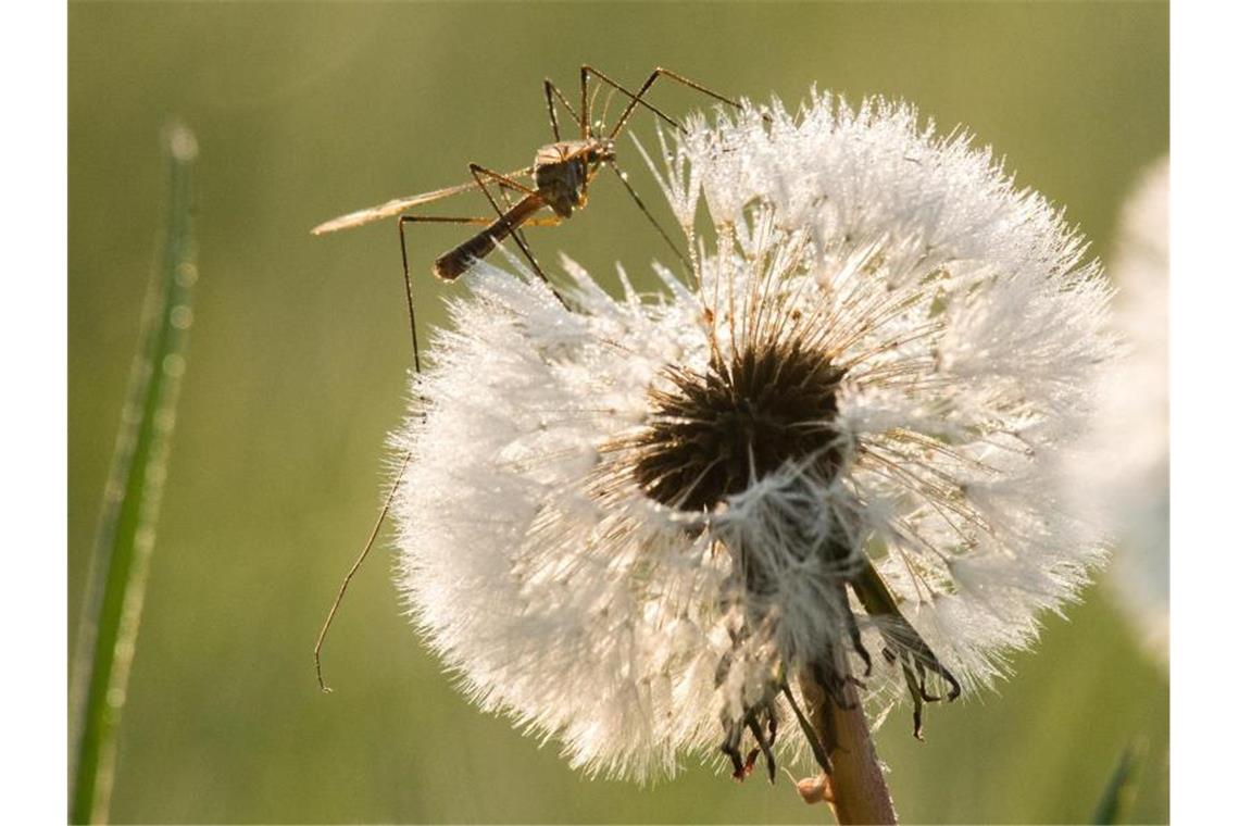 Stechmückenbekämpfer erwarten normales Schnakenjahr