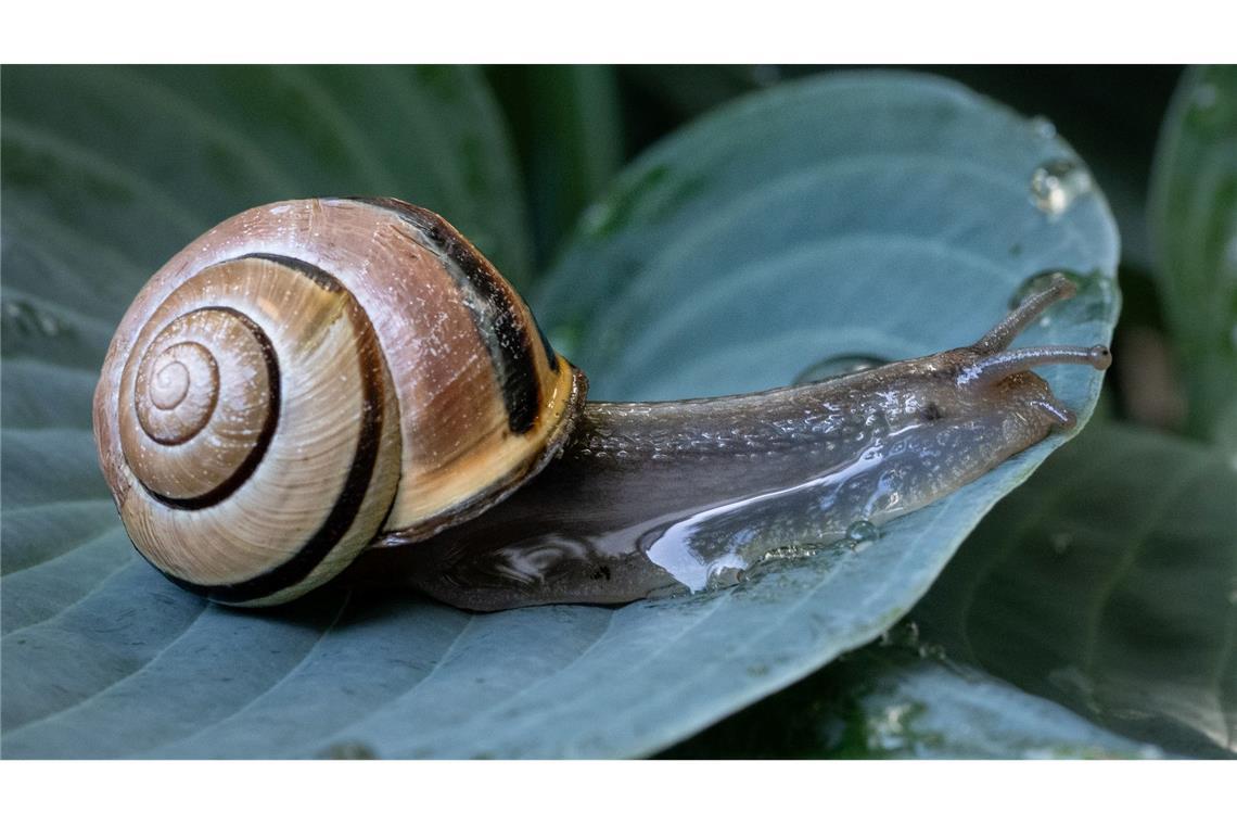 Eine Schnecke kriecht in einem Garten inFrankfurt über das nasse Blatt einer gerade gewässerten Pflanze.