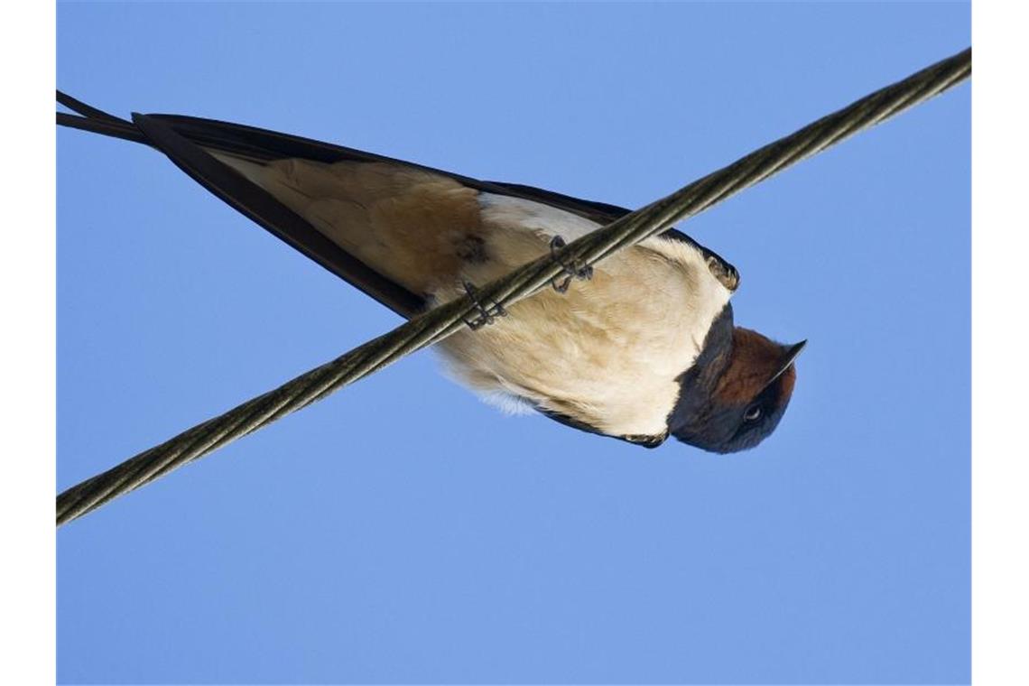 Eine Schwalbe sitzt auf einer Stromleitung. Foto: Patrick Pleul/dpa-Zentralbild/dpa/Symbolbild