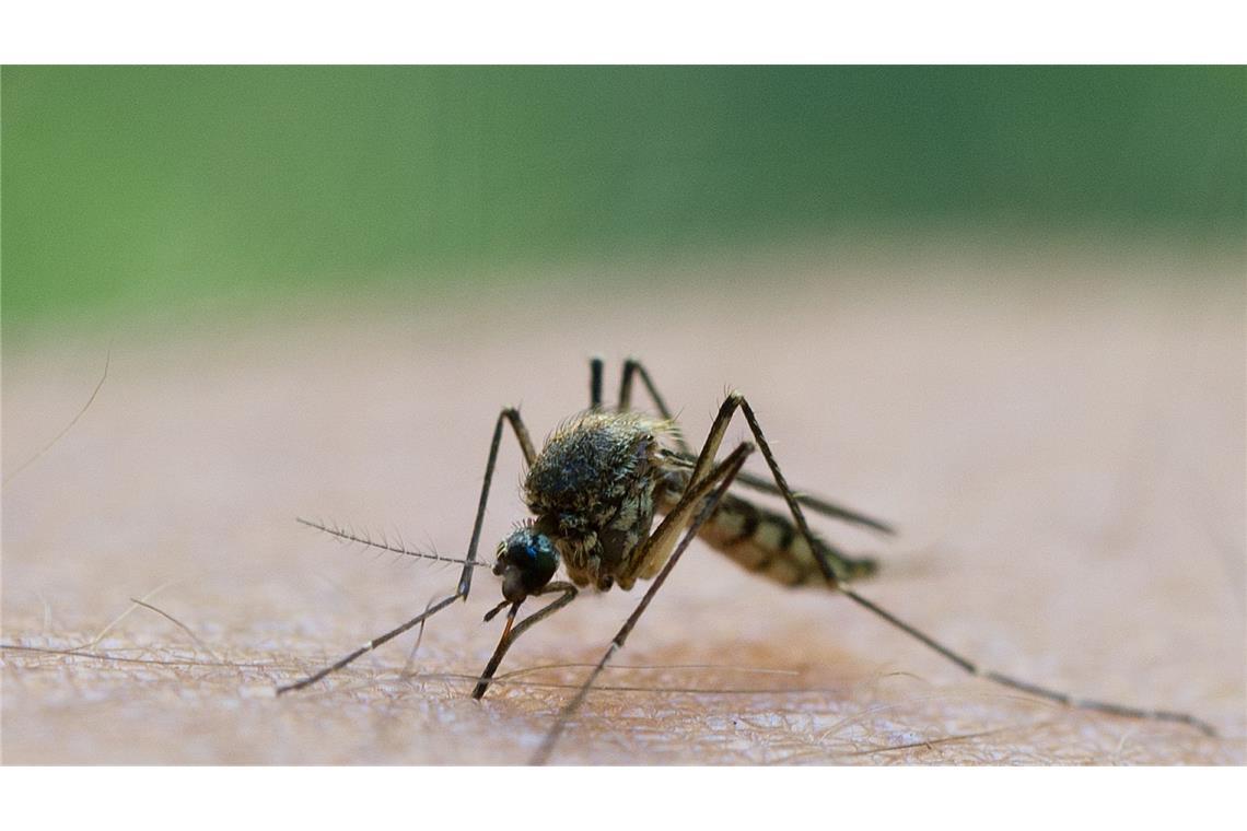 Eine solche Infektion kann durch Mücken übertragen werden. (Symbolbild)
