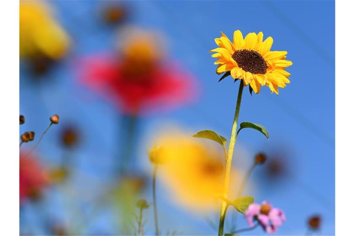 Eine Sonnenblume steht auf einer Blumenwiese zwischen mehreren anderen blühenden Blumen. Foto: Felix Kästle/dpa/Archivbild