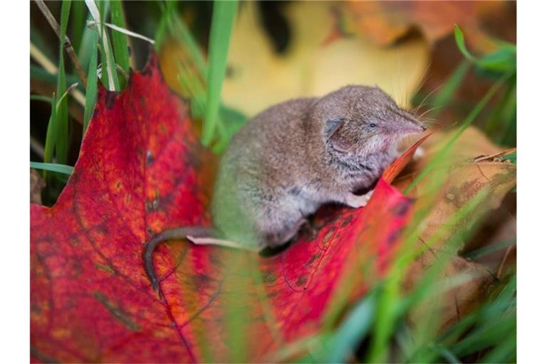 Eine Spitzmaus sitzt auf einem Blatt am Feldrand unter einem Baum. Foto: Frank Rumpenhorst/dpa/Archivbild