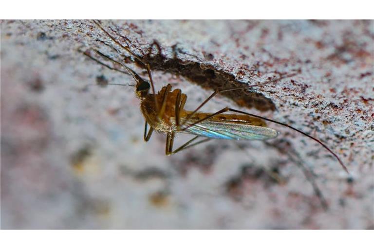 Eine Stechmücke der Art Culex pipiens Komplex ist an der Decke eines alten Eiskellers zu sehen. Die in Deutschland seit langem heimische Mückenart kann auch Tropenkrankheiten übertragen - etwa das Sindbis-Fieber.
